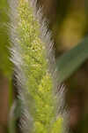 Annual rabbitsfoot grass